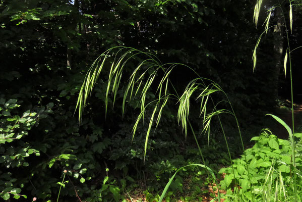 Kleine Wald-Trespe (Bromus benekenii)