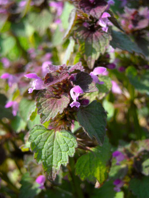 Purpur-Taubnessel (Lamium purpureum)