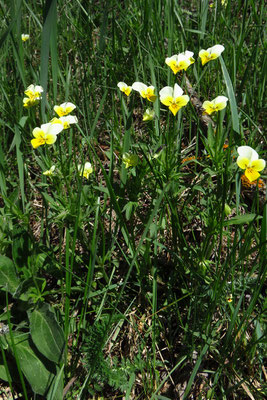 Wild-Stiefmütterchen (Viola tricolor)