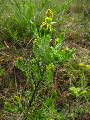 Deutsch-Ginster (Genista germanica)