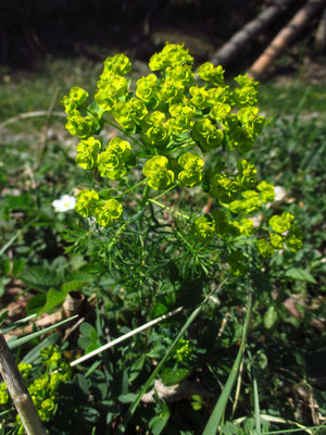 Zypressen-Wolfsmilch (Euphorbia cyparissias)