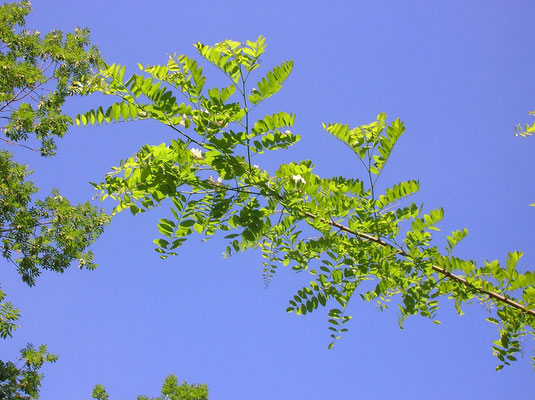 Robinie (Robinia pseudoacacia)