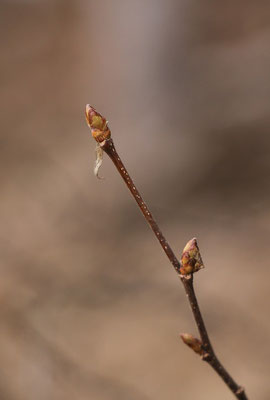 Europa-Hopfenbuche (Ostrya carpinifolia) | Fam. Birkengewächse (Betulaceae)