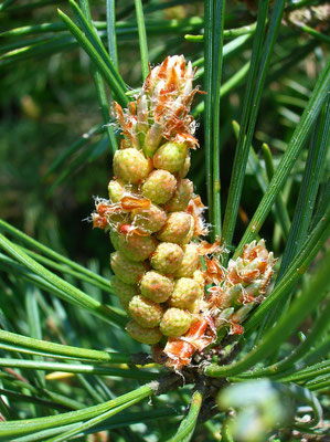 Rot-Föhre (Pinus sylvestris) | männliche Blüten