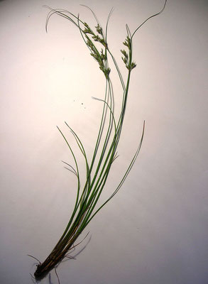 Zart-Simse (Juncus tenuis)