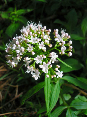 Dreischnittiger Baldrian (Valeriana tripteris)