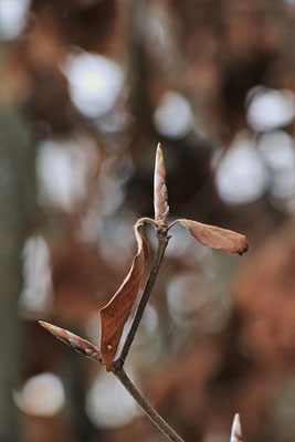 Rot-Buche (Fagus sylvatica) | Fam. Buchengewächse (Fagaceae)