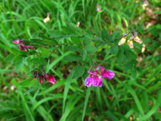 Schwarz-Platterbse (Lathyrus niger)