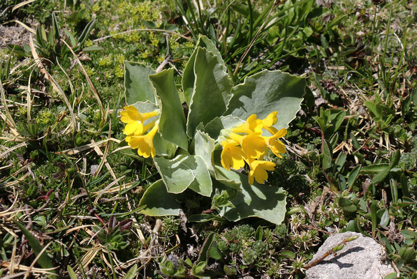 Aurikel (Primula auricula)
