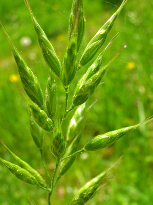 Flaum-Trespe (Bromus hordeaceus)