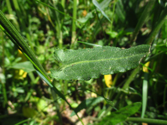 Wiesen-Sauerampfer (Rumex acetosa)