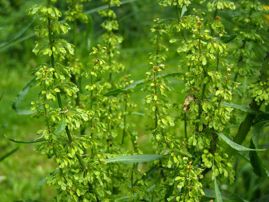 Kraus-Ampfer (Rumex crispus)