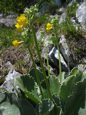 Aurikel (Primula auricula)