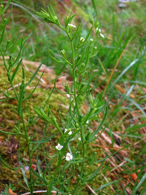 Alpen-Leinblatt (Thesium alpinum)