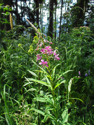 Waldschlag-Weidenröschen (Epilobium angustifolium)