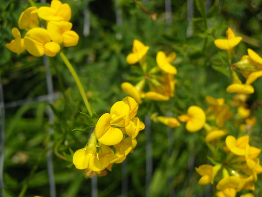 Wiesen-Hornklee (Lotus corniculatus)