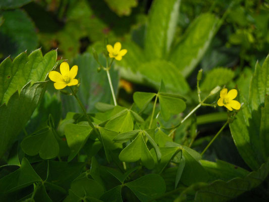 Aufrecht-Sauerklee (Oxalis stricta)