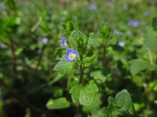 Efeu-Ehrenpreis (Veronica hederifolia)