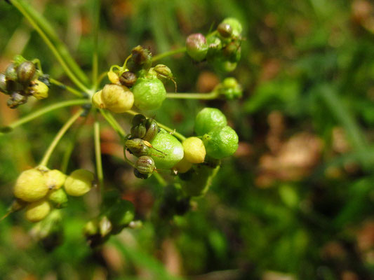 Kleine Bibernelle (Pimpinella saxifraga s.lat.) | Früchte mit Pflanzengallen (Möhrengallmücke)