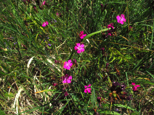 Kartäuser-Nelke (Dianthus carthusianorum agg.)