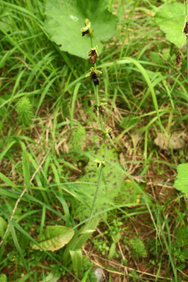 Fliegen-Ragwurz (Ophrys insectifera)