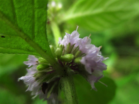 Acker-Minze (Mentha arvensis)