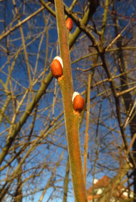 Sal-Weide (Salix caprea) | Fam. Weidengewächse (Salicaceae)