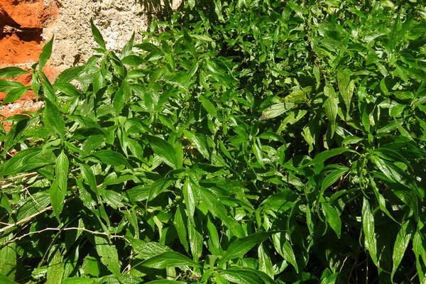 Aufrecht-Glaskraut (Parietaria officinalis)