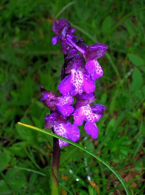 Klein-Hundswurz (Anacamptis morio)