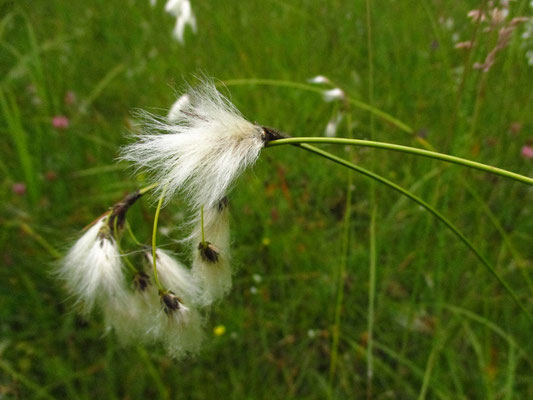 Schmalblatt-Wollgras (Eriophorum angustifolium)