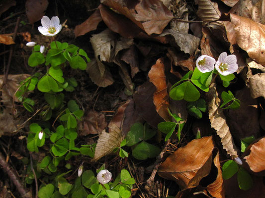 Wald-Sauerklee (Oxalis acetosella)