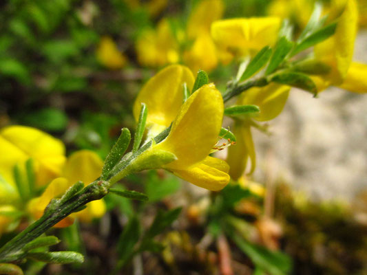 Heide-Ginster (Genista pilosa)