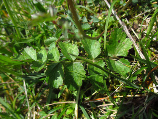 Kleiner Wiesenknopf (Sanguisorba minor)