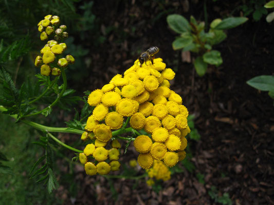 Rainfarn (Tanacetum vulgare)