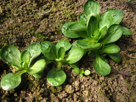 Gewöhnlicher Feldsalat (Valerianella locusta)