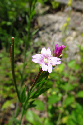 Flaum-Weidenröschen (Epilobium parviflorum)