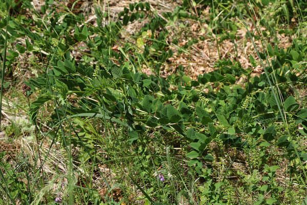 Süß-Tragant (Astragalus glycyphyllos)