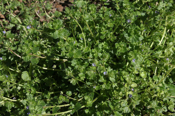 Efeu-Ehrenpreis (Veronica hederifolia) | Fam. Wegerichgewächse (Plantaginaceae)