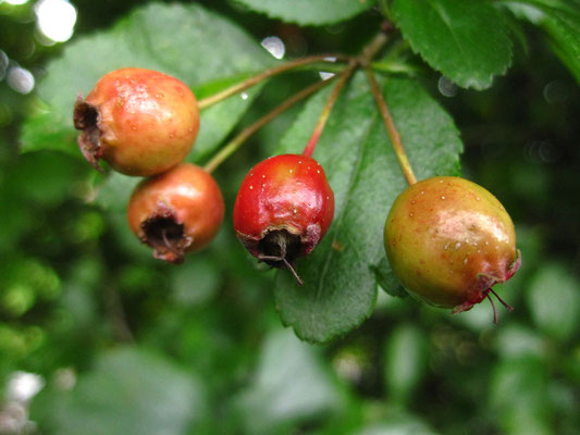 Zweigriffel-Weißdorn (Crataegus laevigata)