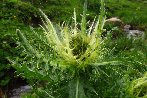 Alpen-Kratzdistel (Cirsium spinosissimum) | Fam. Korbblütler (Asteraceae)