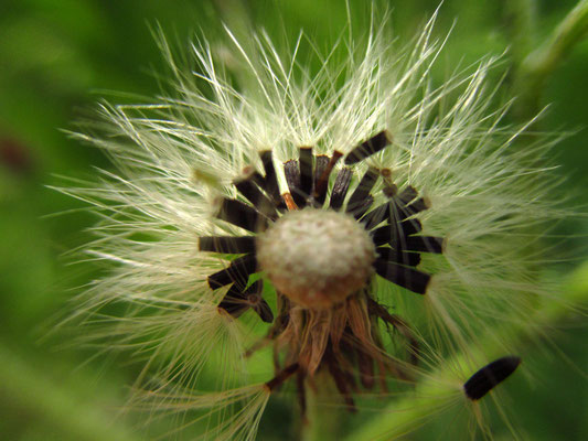 Orange-Habichtskraut (Hieracium aurantiacum)