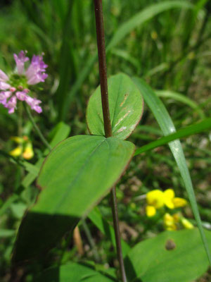 Berg-Johanniskraut (Hypericum montanum)