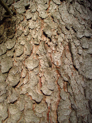 Gewöhnliche Fichte (Picea abies) | Borke