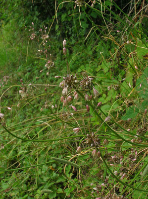 Glocken-Lauch (Allium oleraceum)