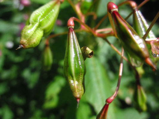 Drüsen-Springkraut (Impatiens glandulifera)