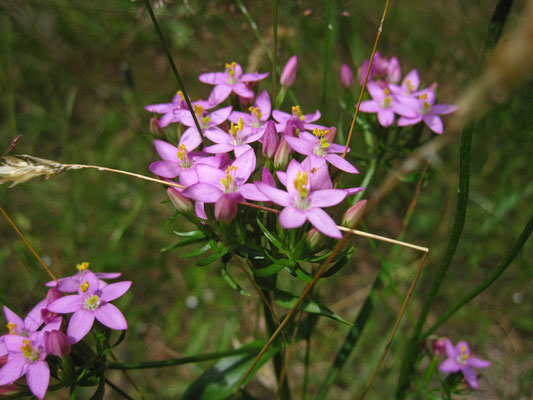 Echtes Tausendguldenkraut (Centaurium erythraea)