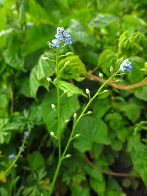 Acker-Vergissmeinnicht (Myosotis arvensis)