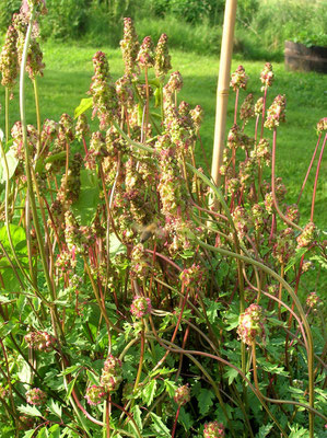 Kleiner Wiesenknopf (Sanguisorba minor)