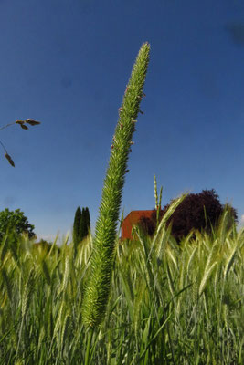 Wiesen-Lieschgras (Phleum pratense)