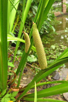 Gewöhnlicher Kalmus (Acorus calamus) 